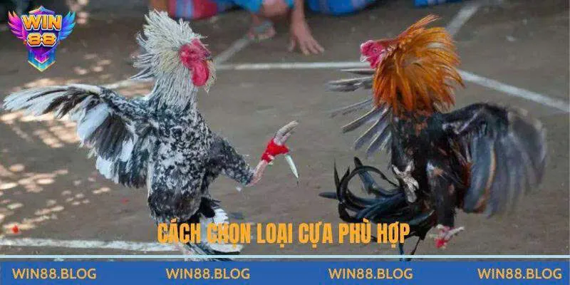 Cách chọn loại cựa phù hợp