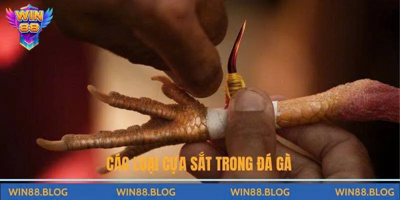 Các loại cựa sắt trong đá gà