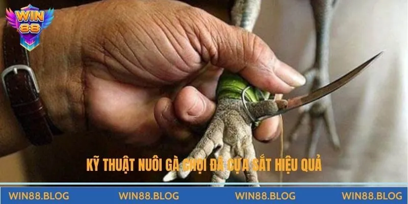 Kỹ thuật nuôi gà chọi đá cựa sắt hiệu quả