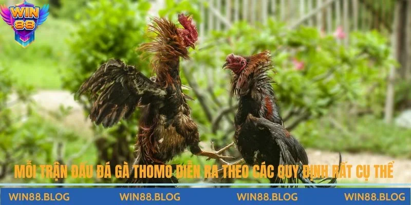 Mỗi trận đấu đá gà Thomo diễn ra theo các luật chơi đá gà Thomo chi tiết 